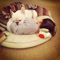 Little Boy and His French Bulldog